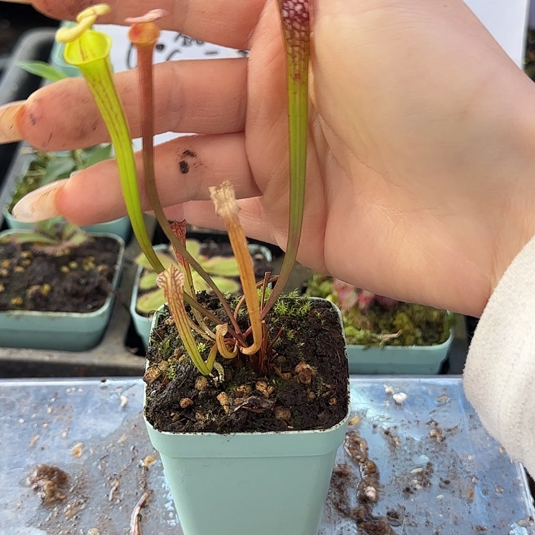 无花朵瓶子草小盆