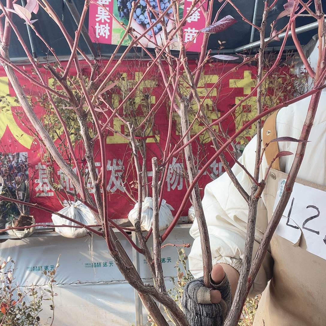 完全开放大果纯甜可口蓝莓