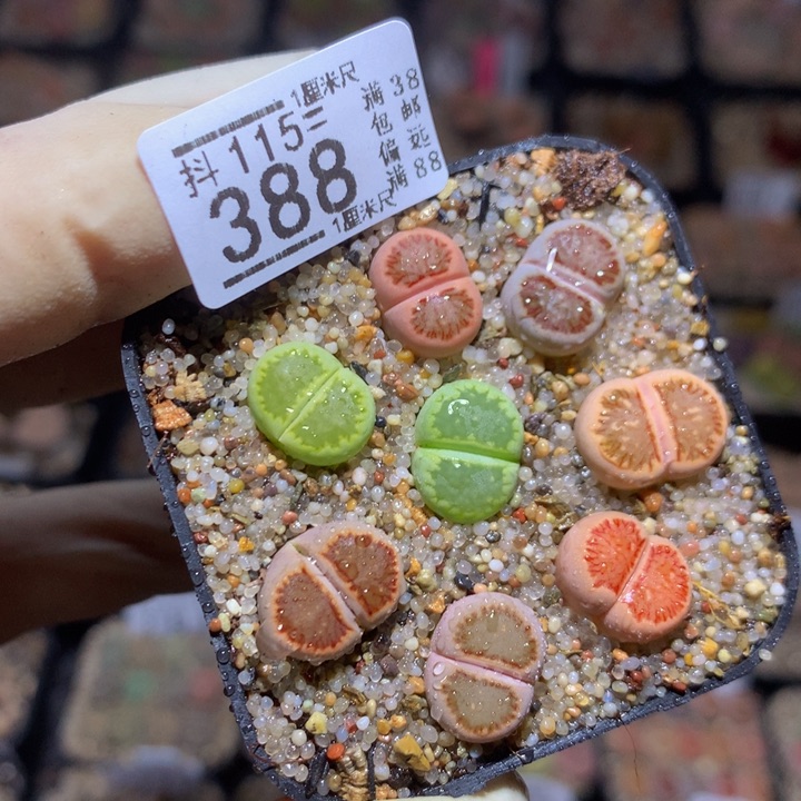 精品生石花115.388