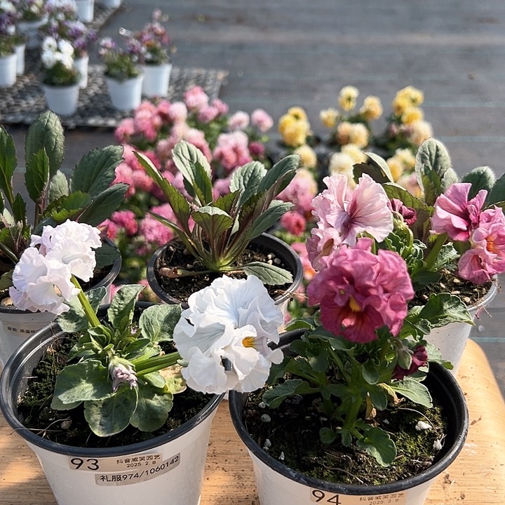 水晶抖音直播闪拍93-94