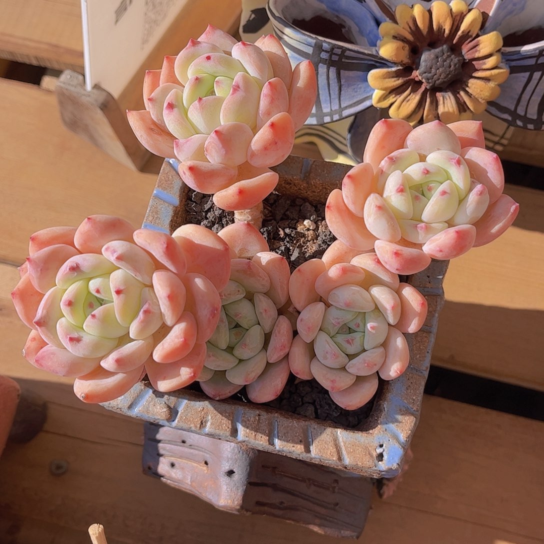 韩版望舒老桩多肉