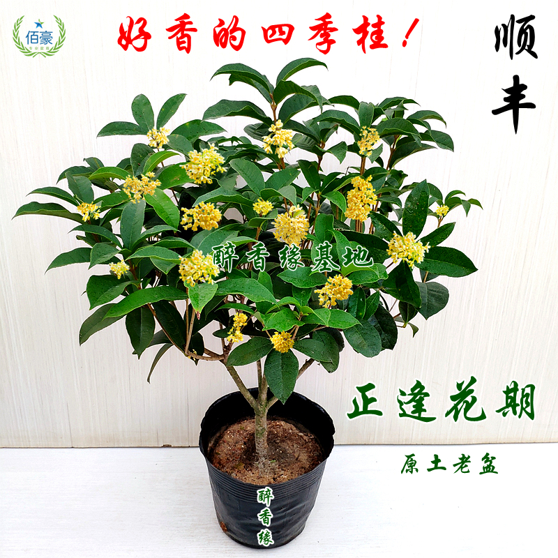 四季桂花盆栽花开带香味室内福建植物阳台花卉庭院办公室花期超长