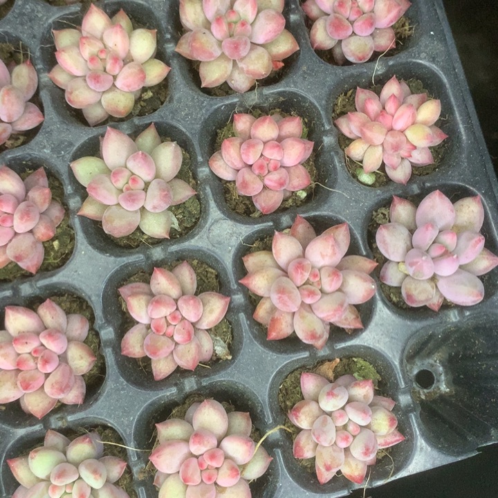 虞美人10颗。包邮。多肉