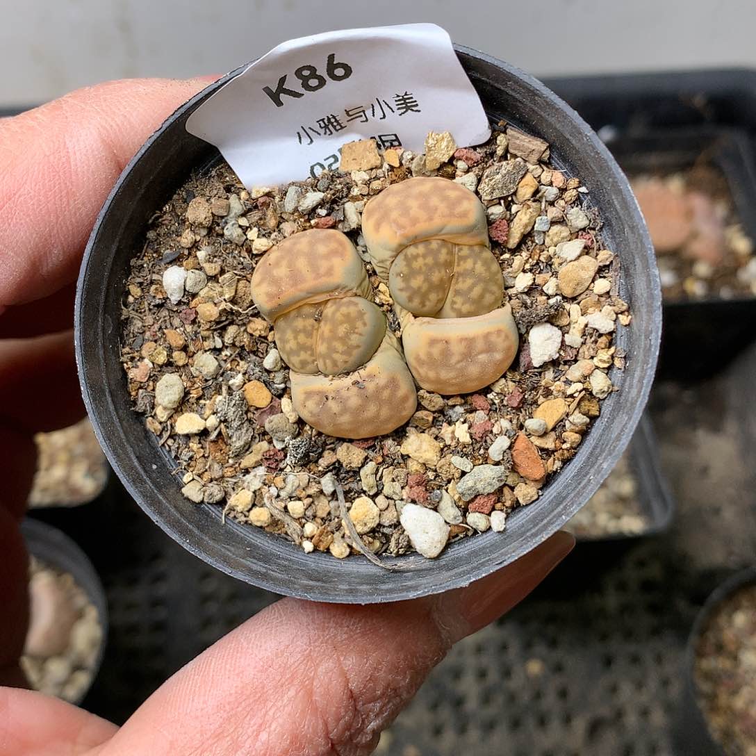 K86多肉植物保护研究所