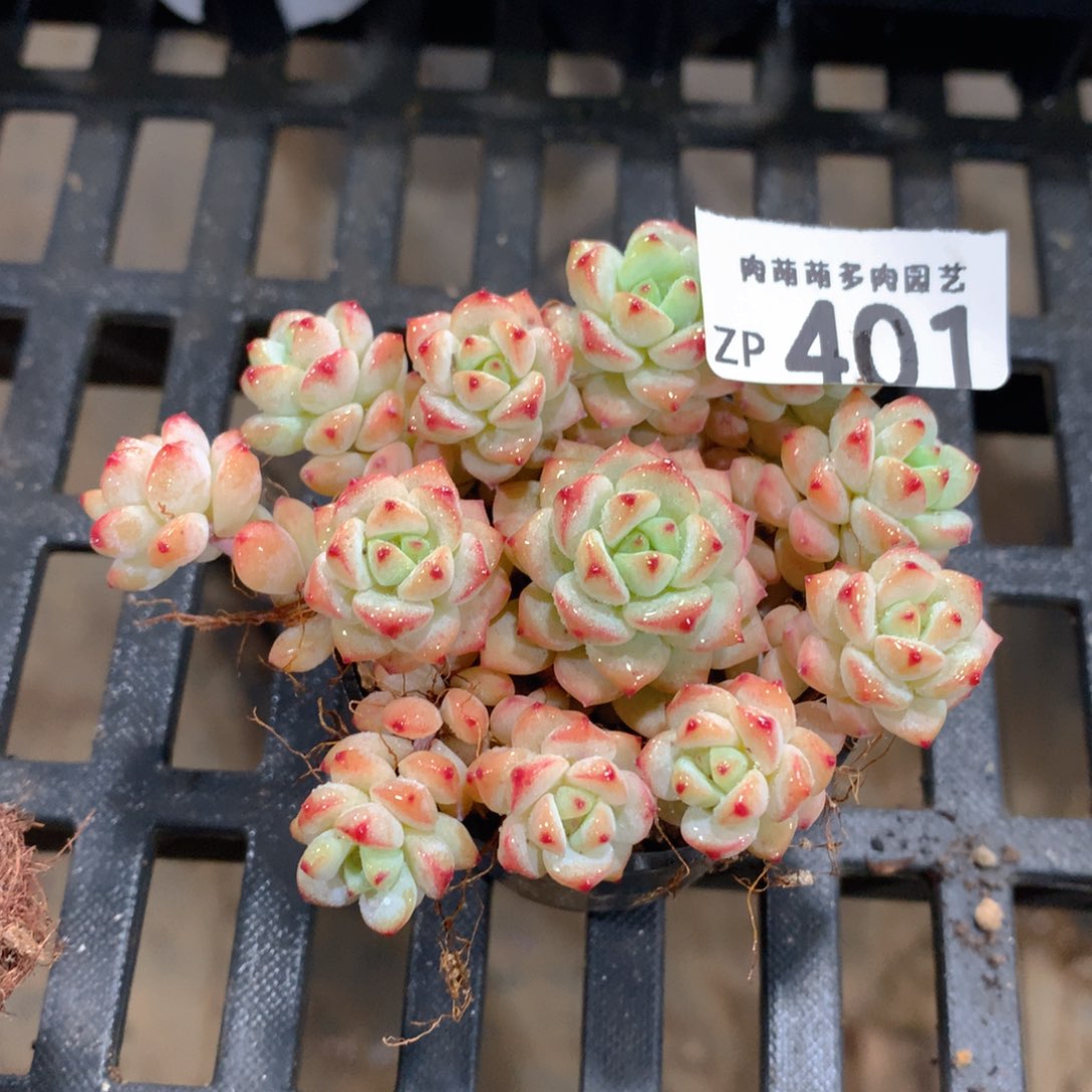 肉萌萌拇指盆精控多肉ZP401