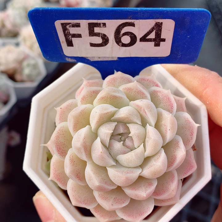 福利款多肉植物6cm