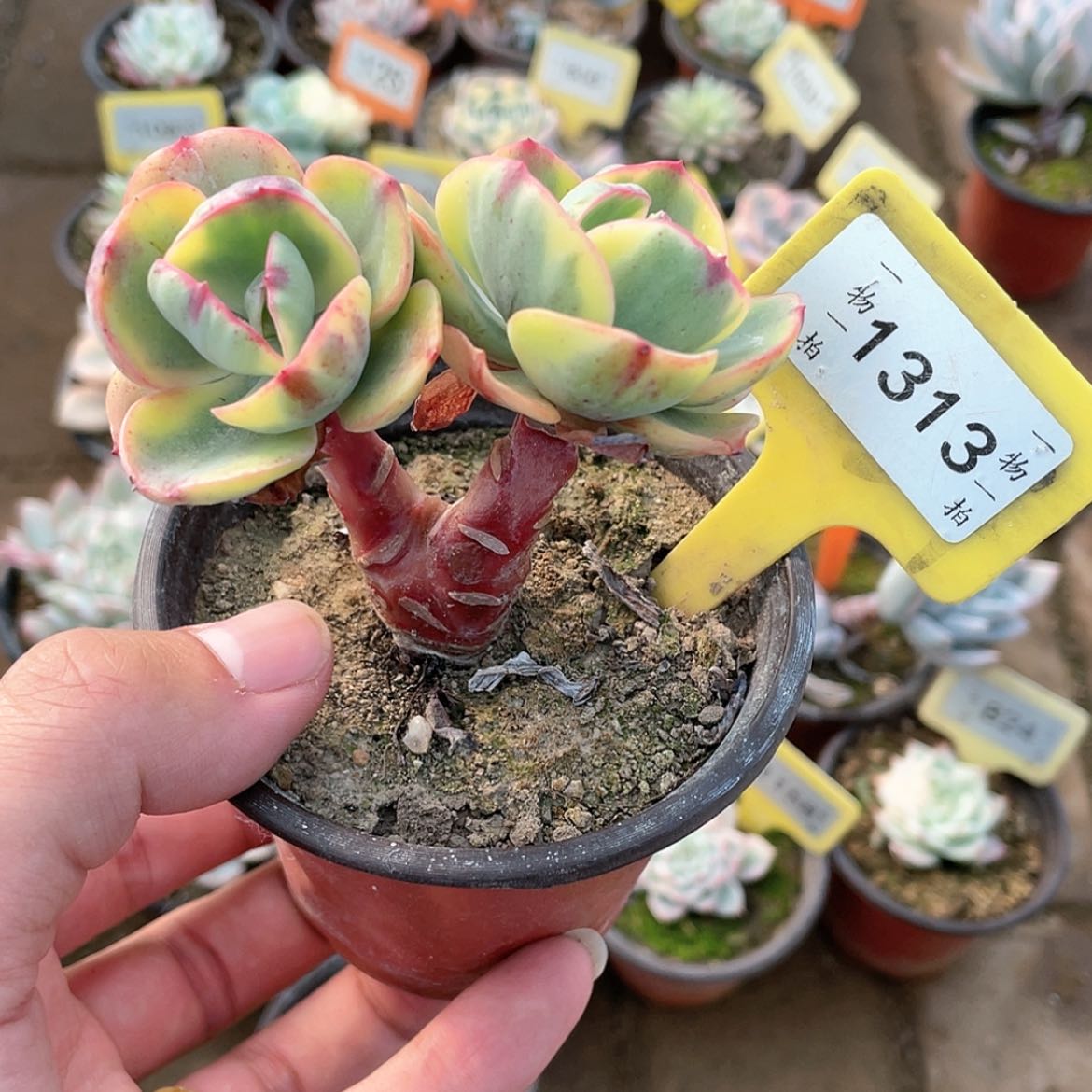 【闪购商品】1313号