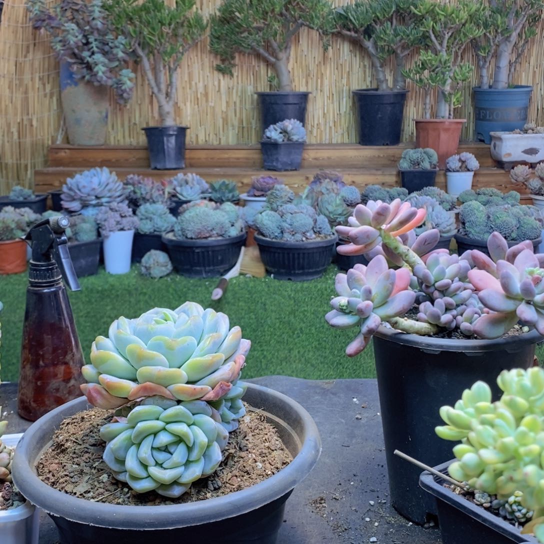 y*69号冰玉手捧多肉