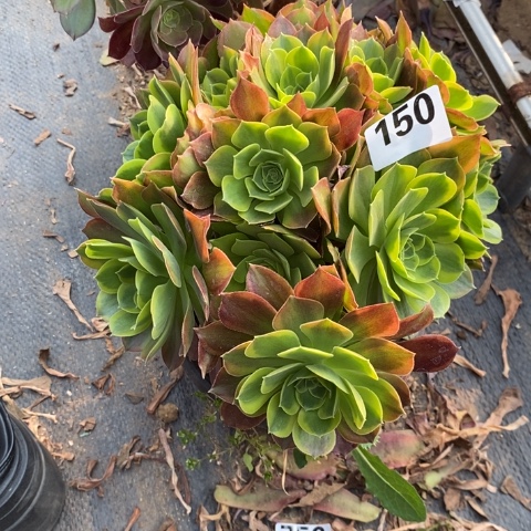 青檬多肉植物法师不包损