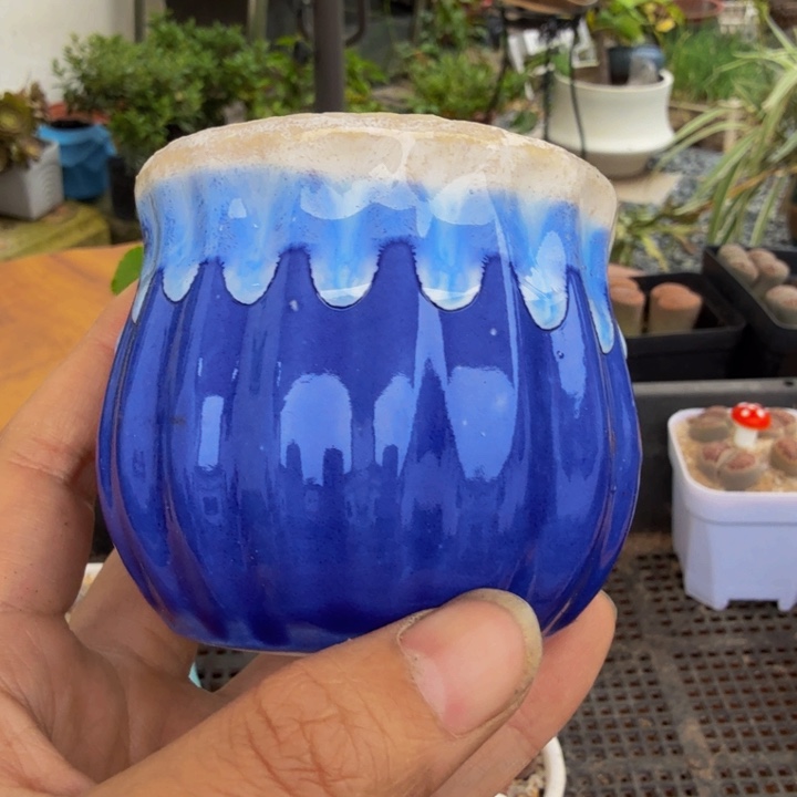 阳**璨多肉葡萄的季节性16