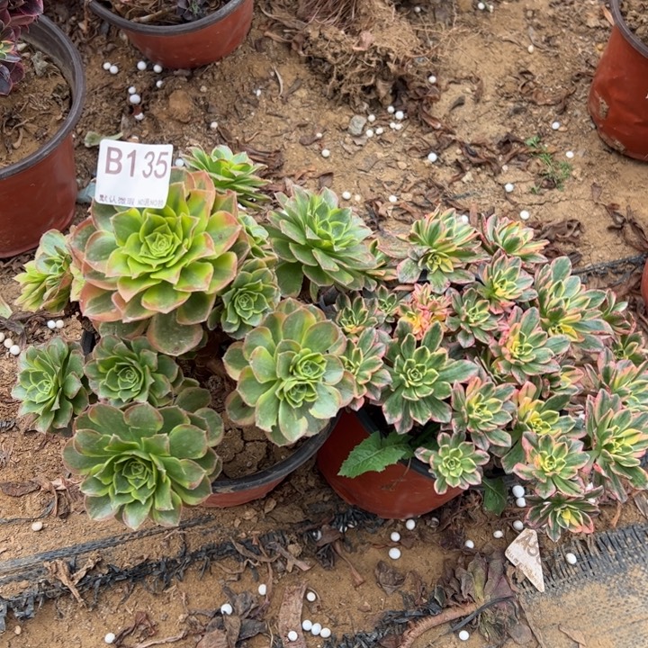 甜茶奶白多肉植物135.