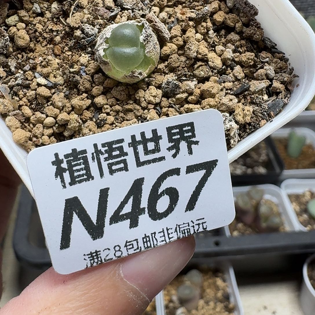 的植物多肉植物fvb