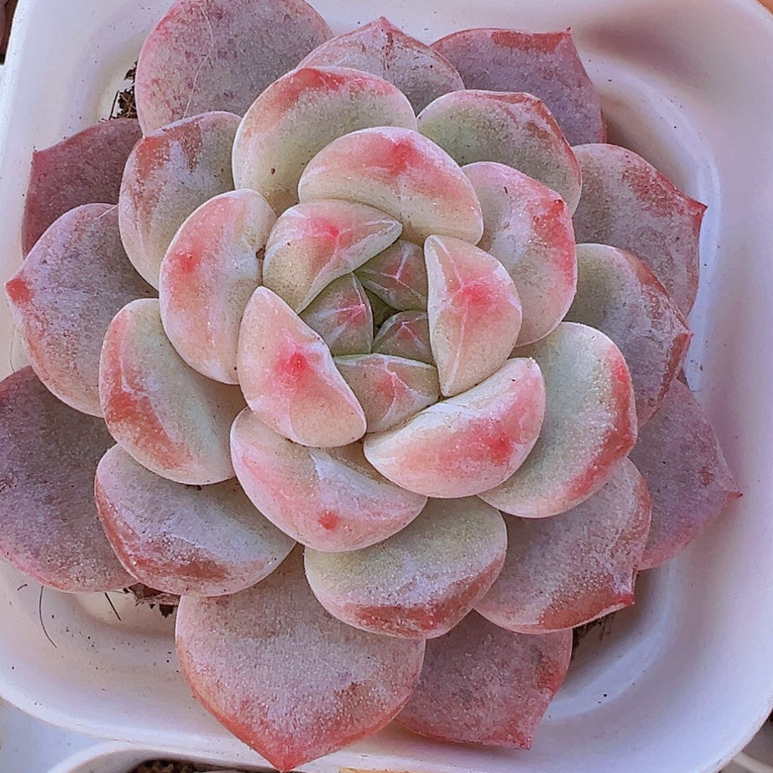 黛玉冰魄19包邮多肉