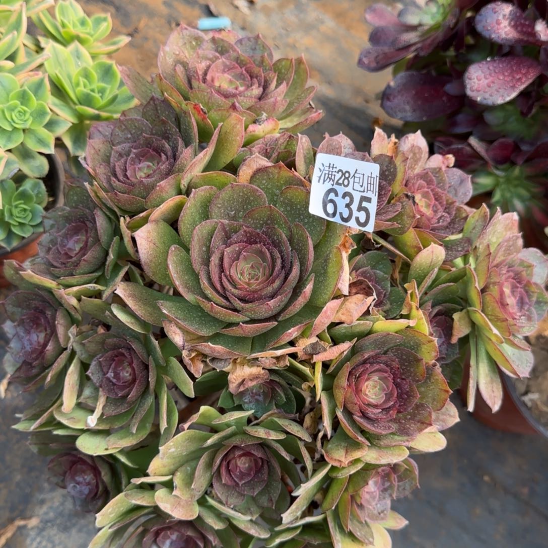 沙拉万多肉瑕疵635满28包邮断枝不包