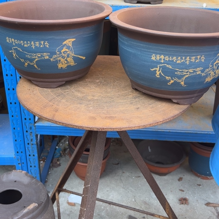 30+30蓝放牛娃三角金钟花盆花盆