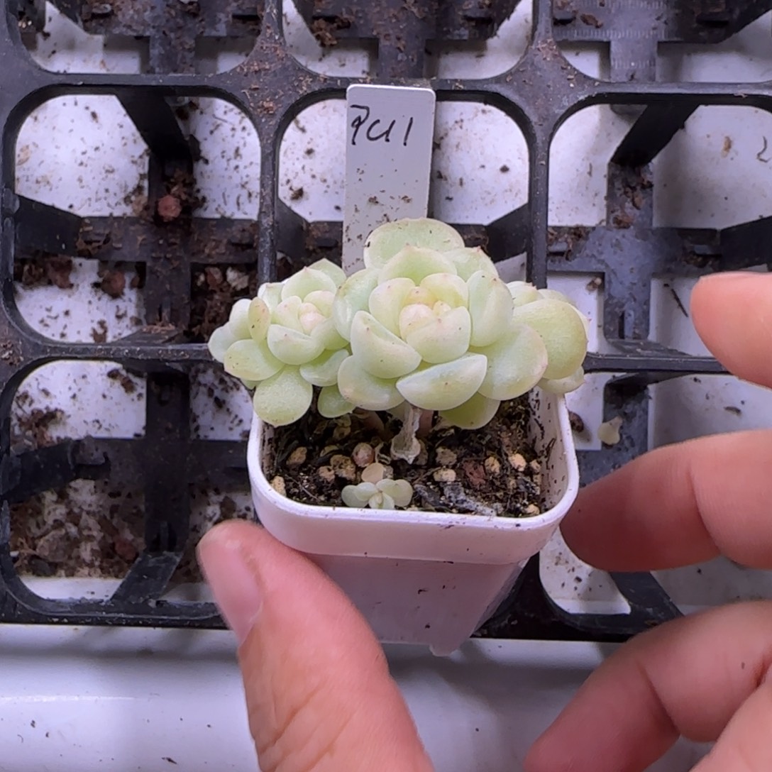 P C11 四头盆白灯下满25包邮