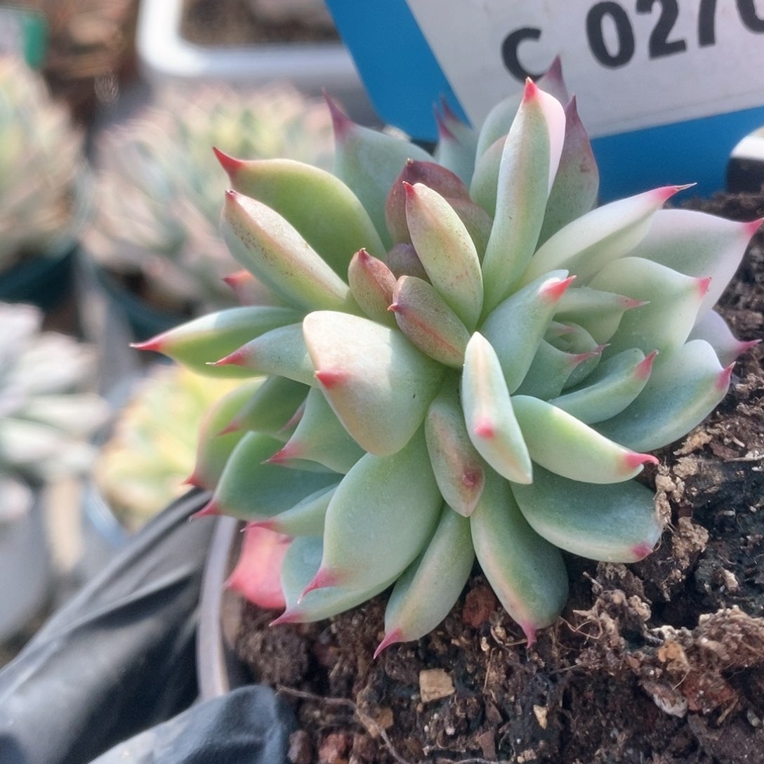 270锦锦锦锦锦锦锦