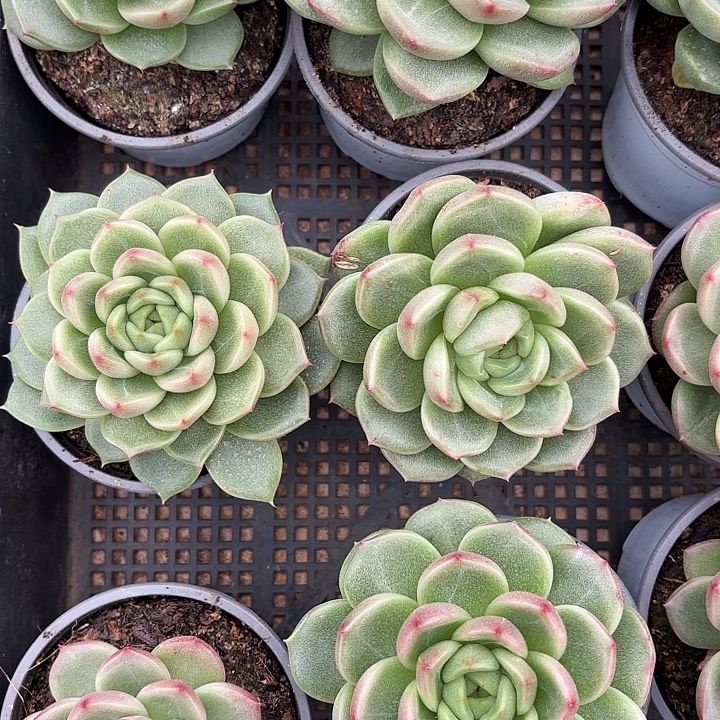 明朗珍妮（拍满18包邮）