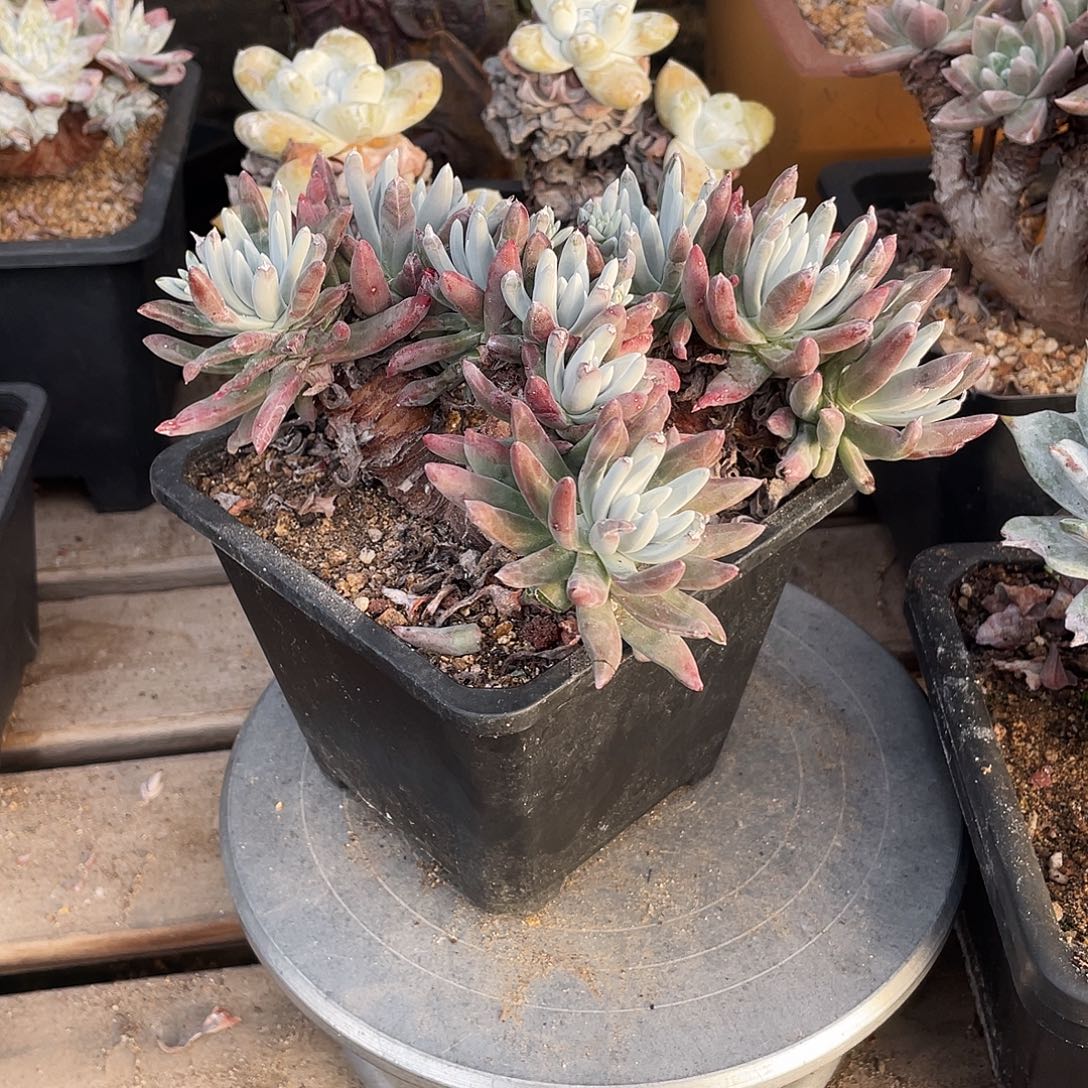 晨溪园艺仙女杯呀1