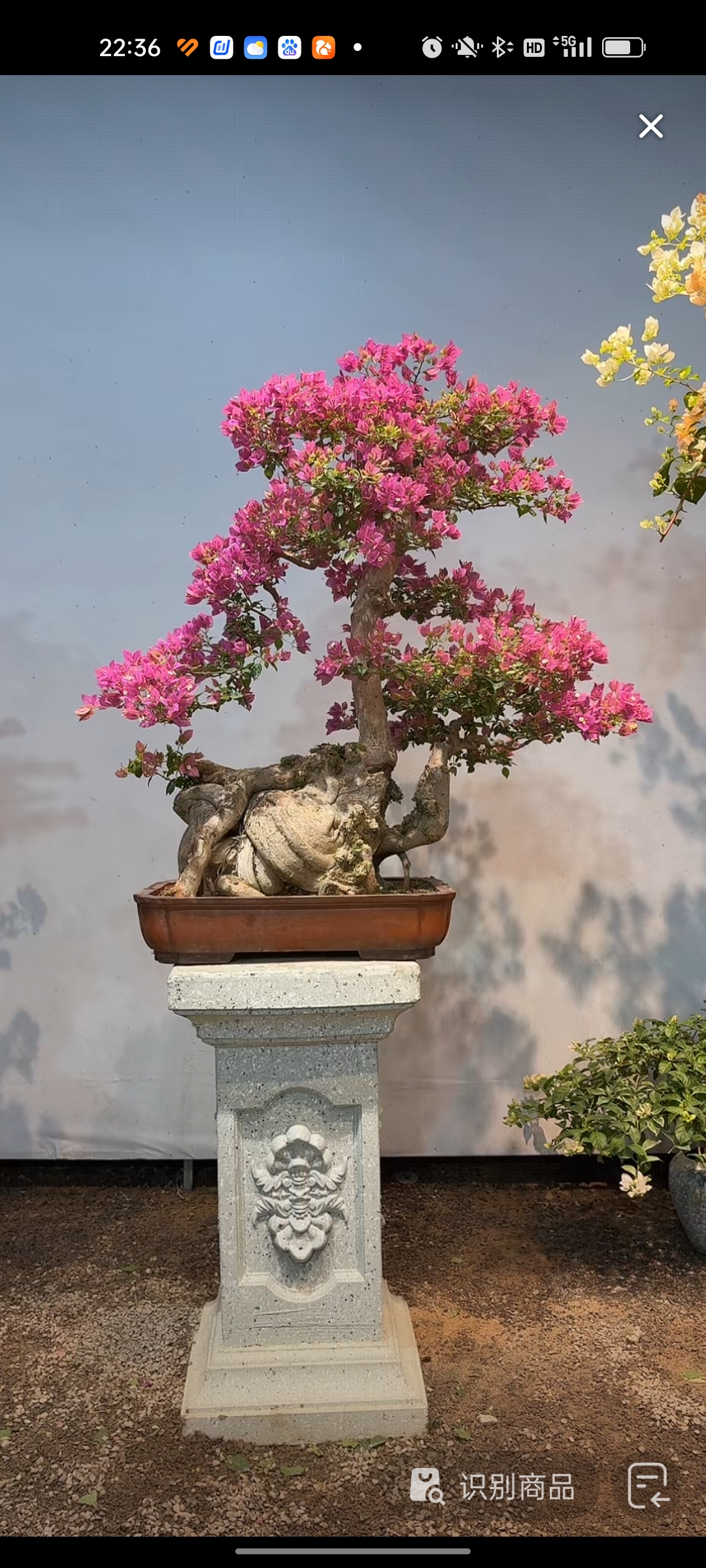 三角梅小叶紫老桩