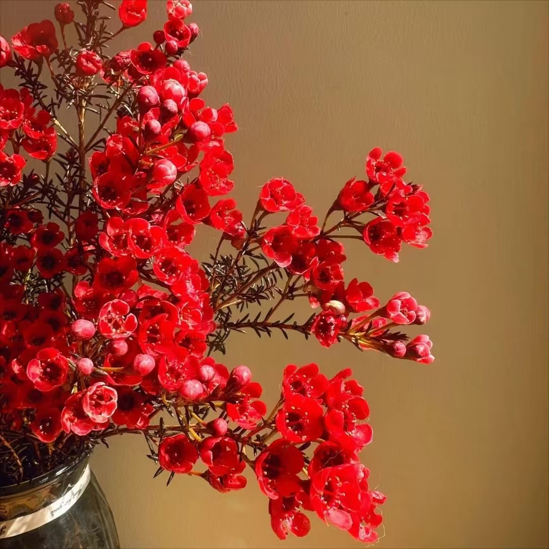 澳洲腊梅鲜切花水养花卉云南基地直发