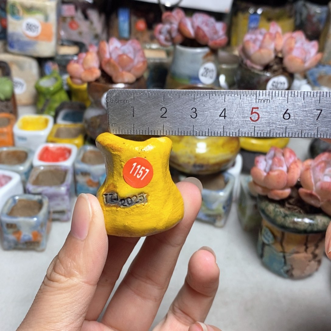 拍5送一个小礼物