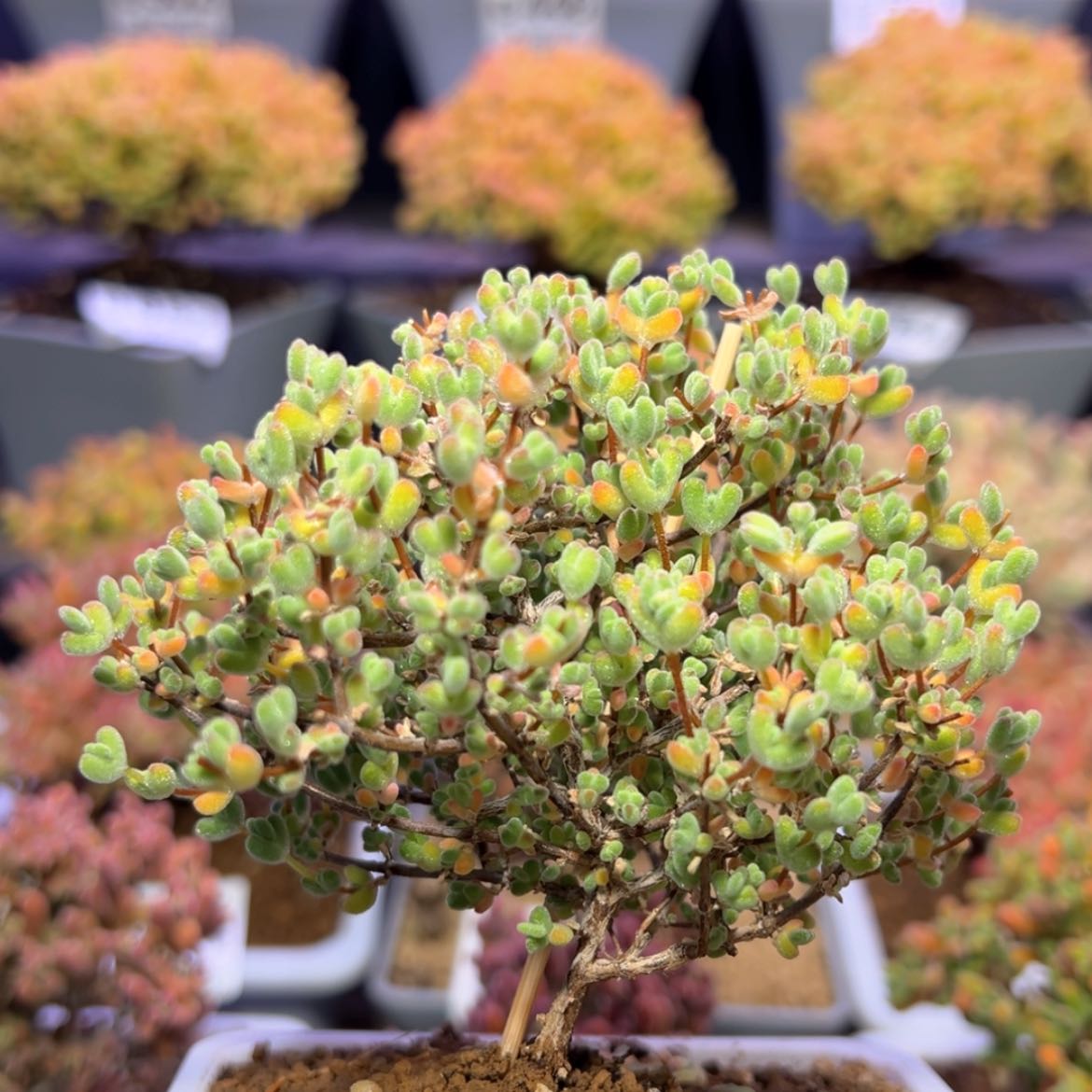 【闪购商品】e404老桩莱斯冠幅9cm