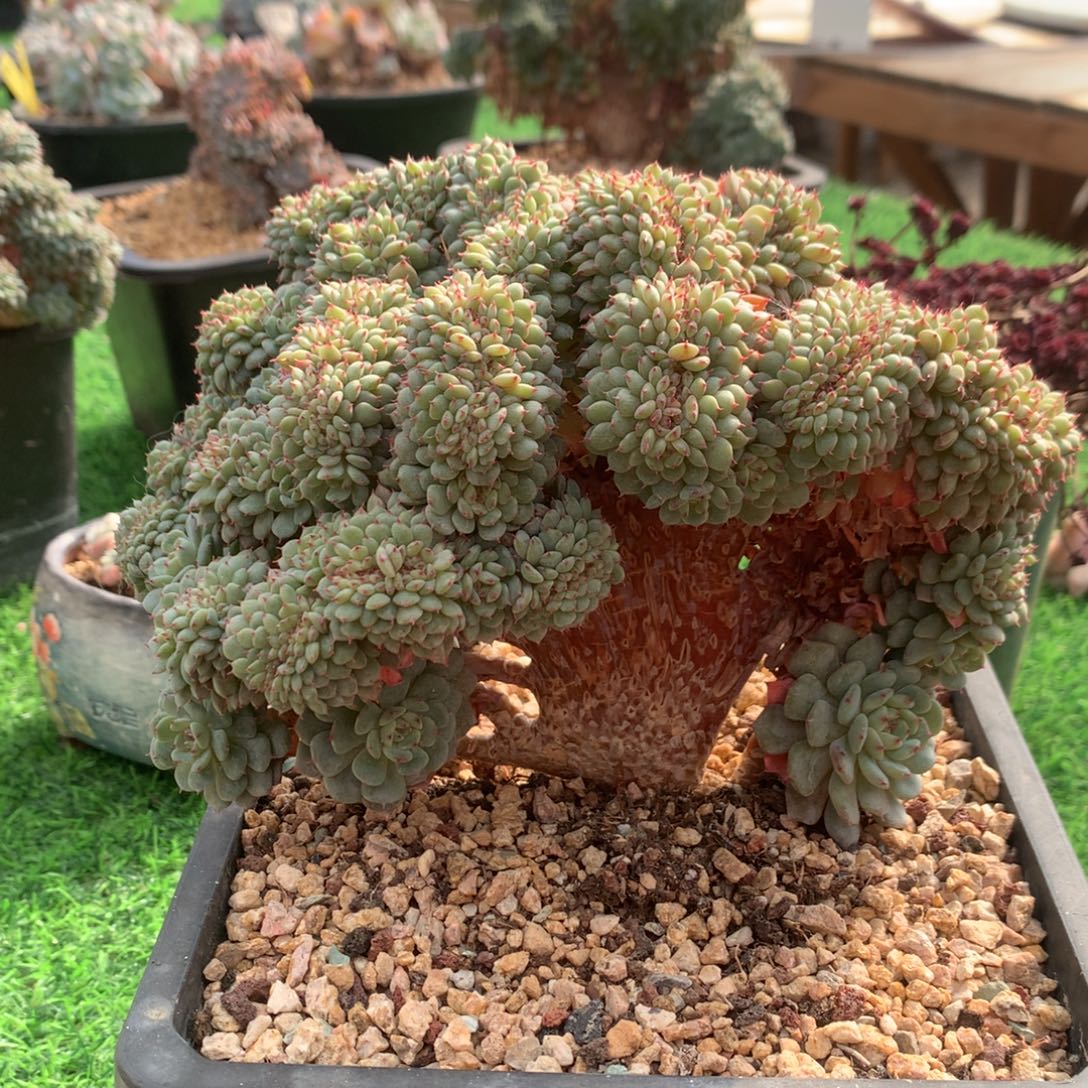 多肉植物叶插白胖子树缀