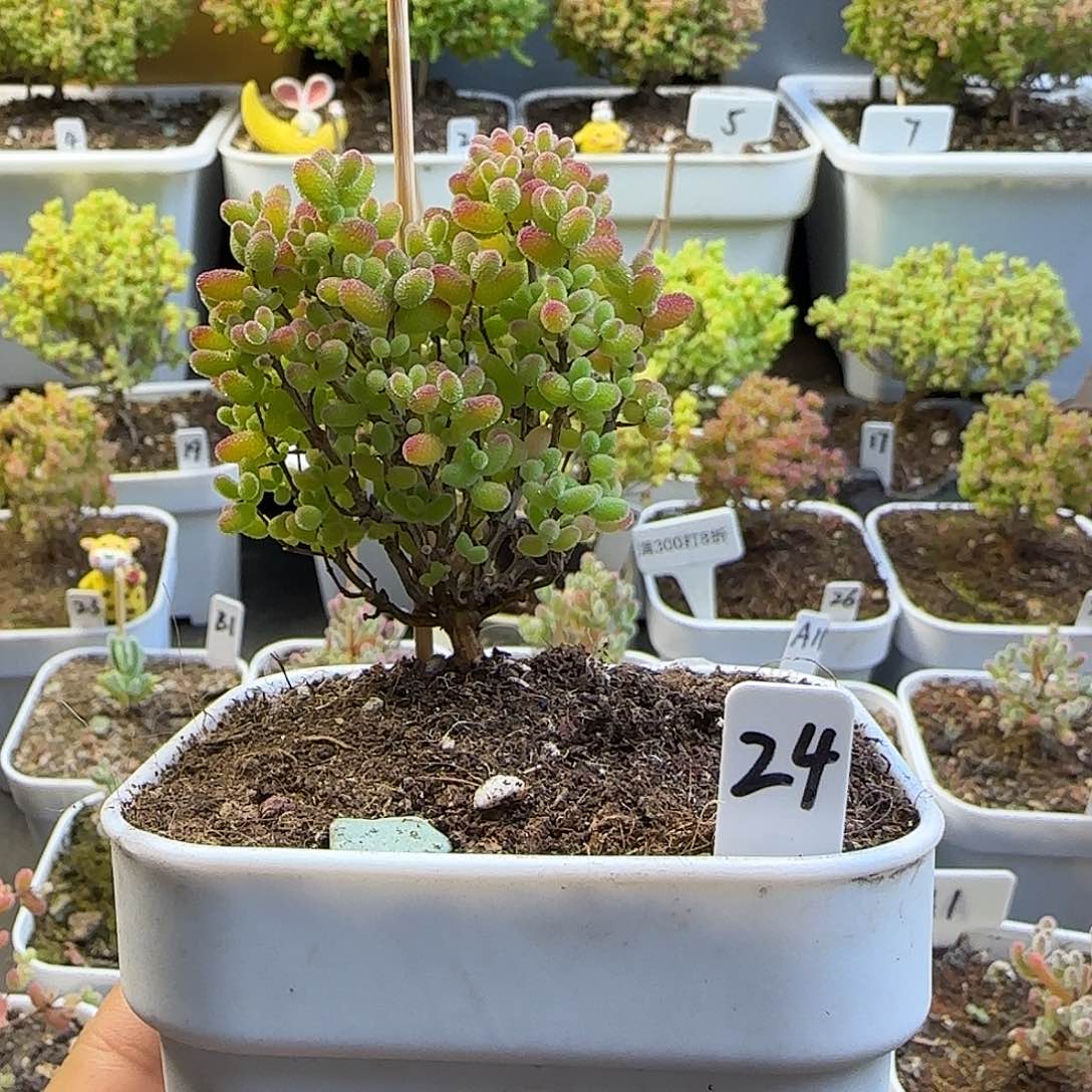 蜜橘糖球枝干番杏