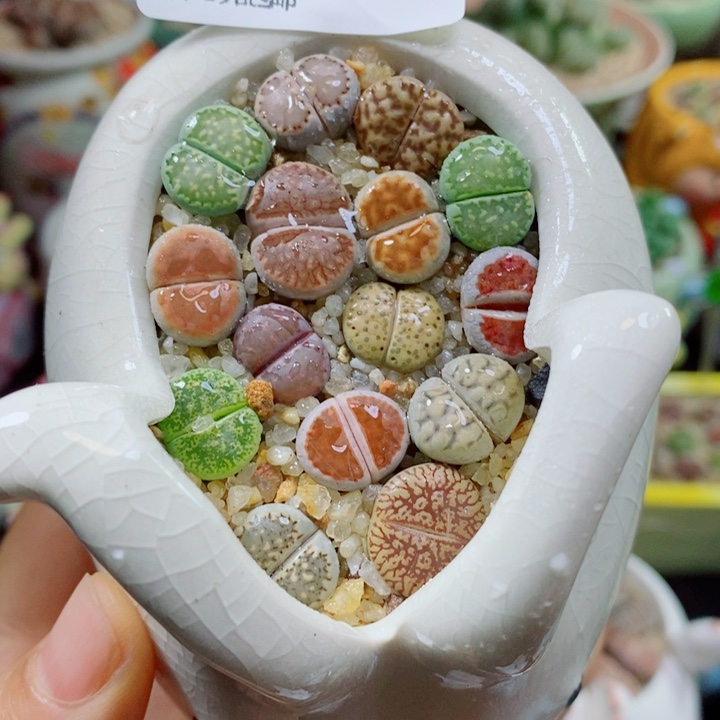生石花花花花花花花花384