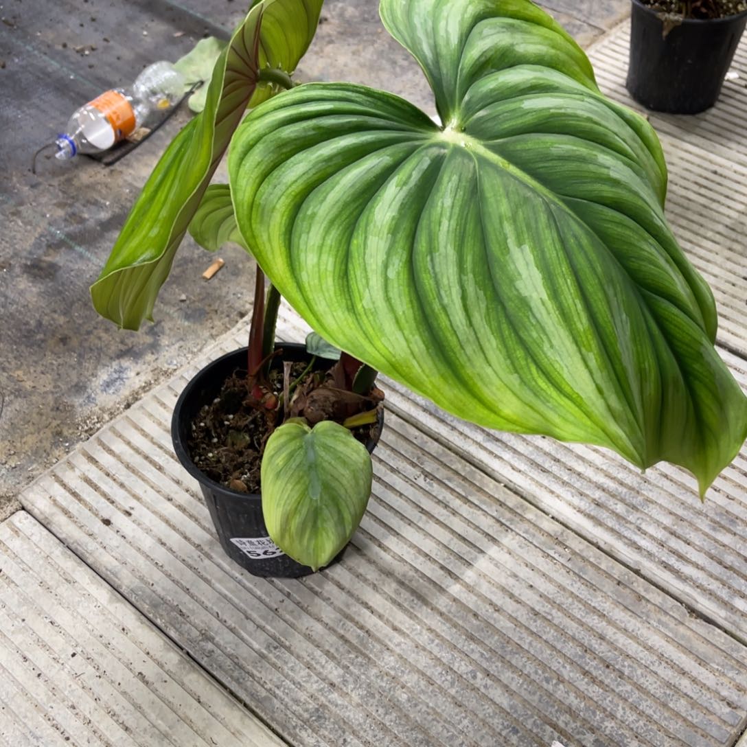 雨***儿无花朵           562西瓜碧浪不包售后