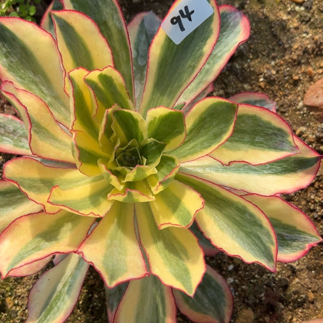 94魅影多肉植物一