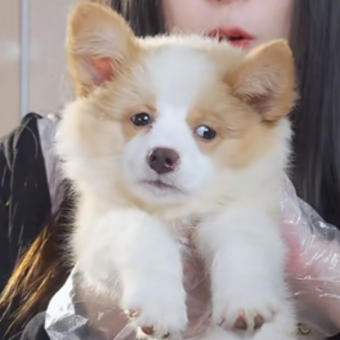 金边边境牧羊犬幼犬（母）5-94