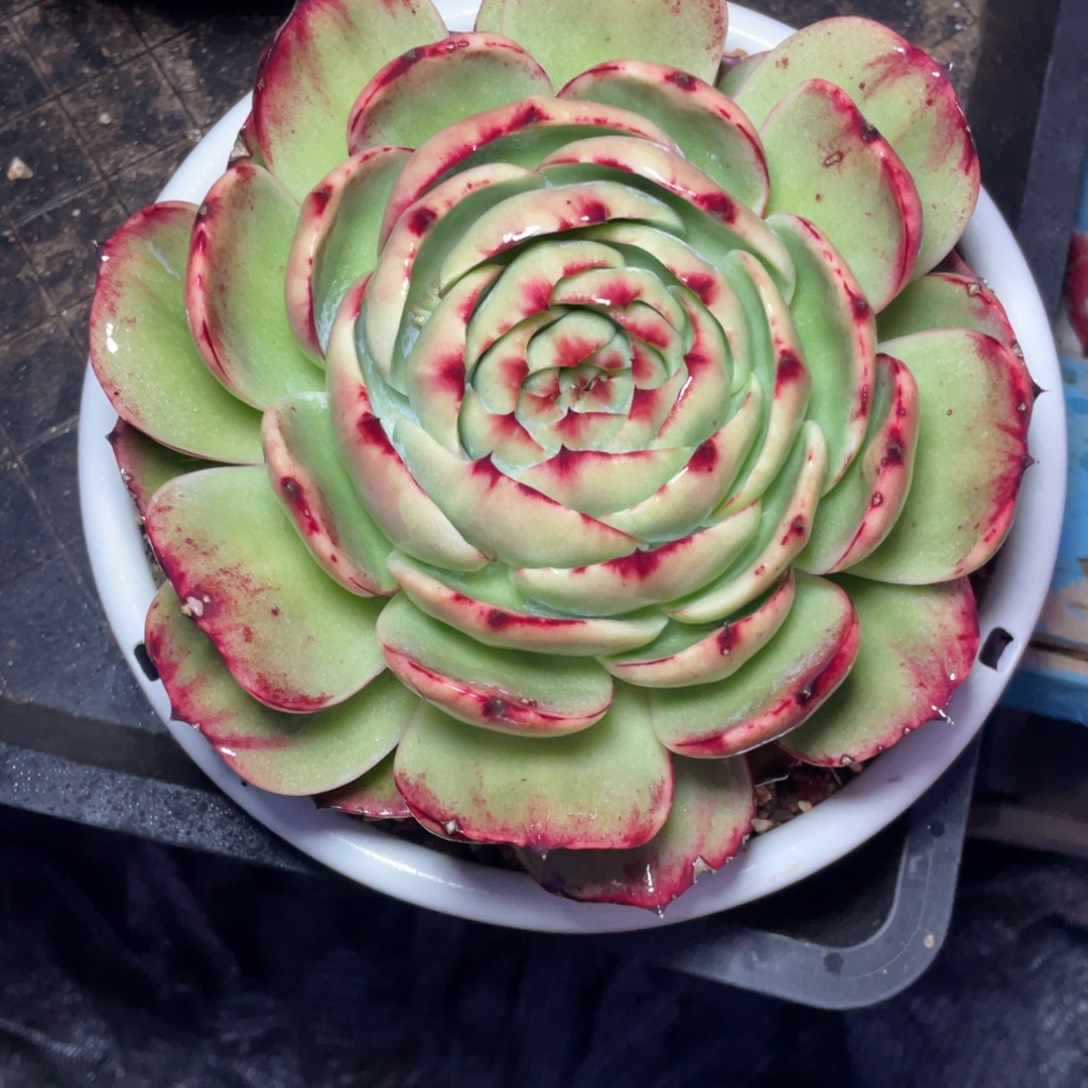 惊鸿仙子冠服18左右