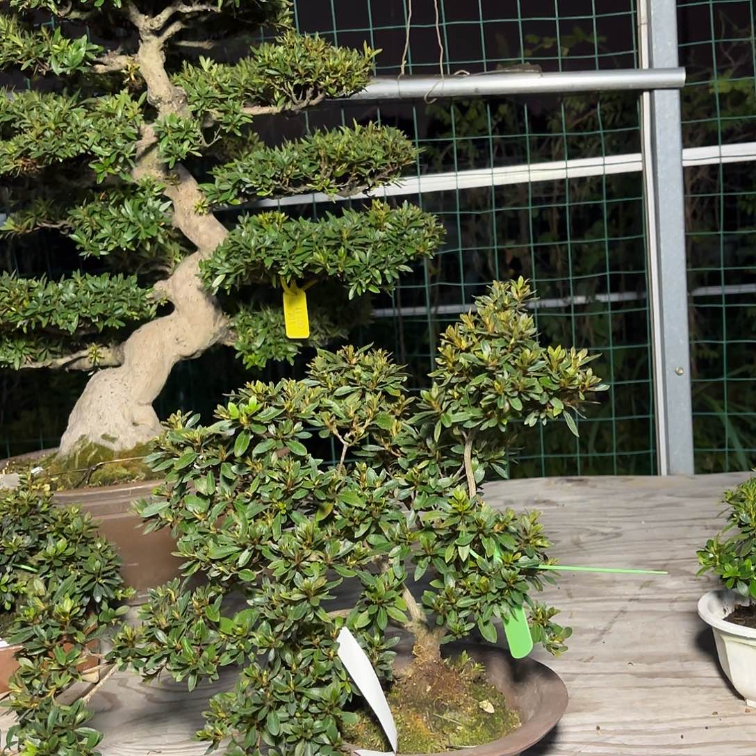 无花朵皓月杜日之丸盆景