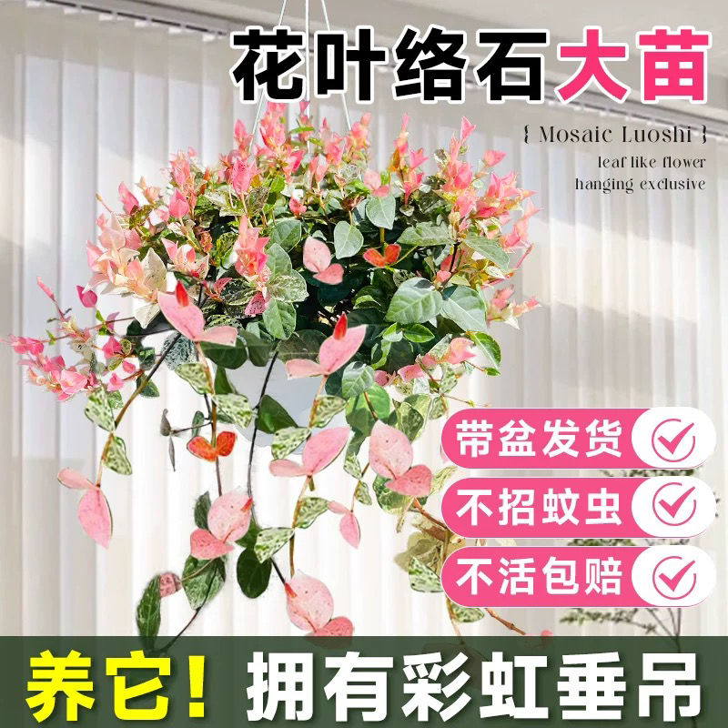花叶络石绿植盆栽四季五彩花卉阳台客厅桌面好养植物