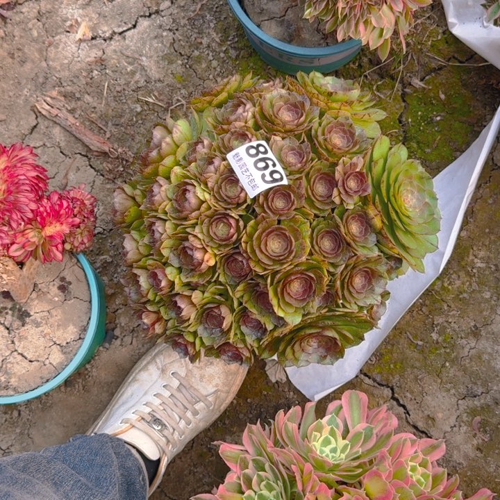 拉丝花29-45包邮花花
