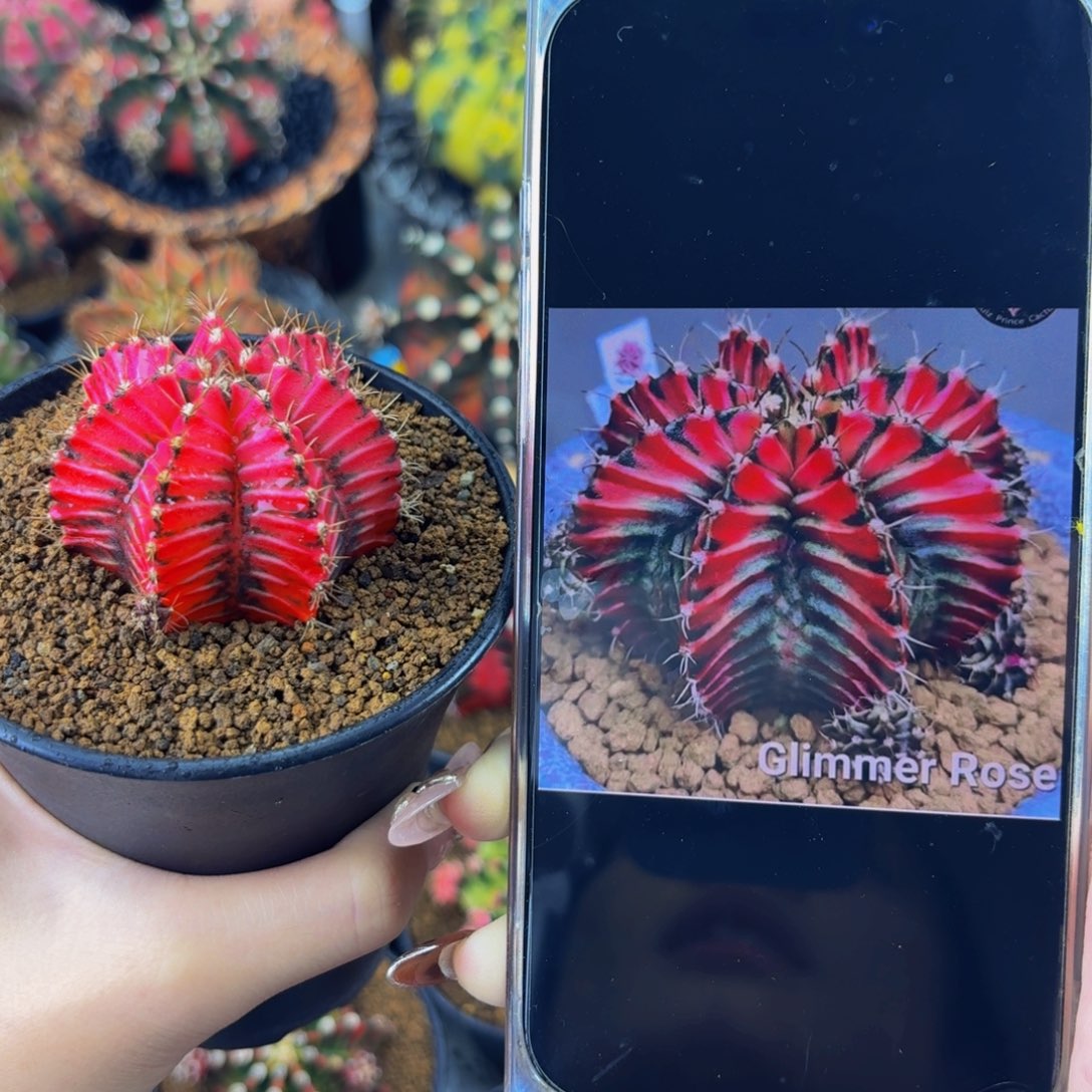 米哈星球000000000000000205