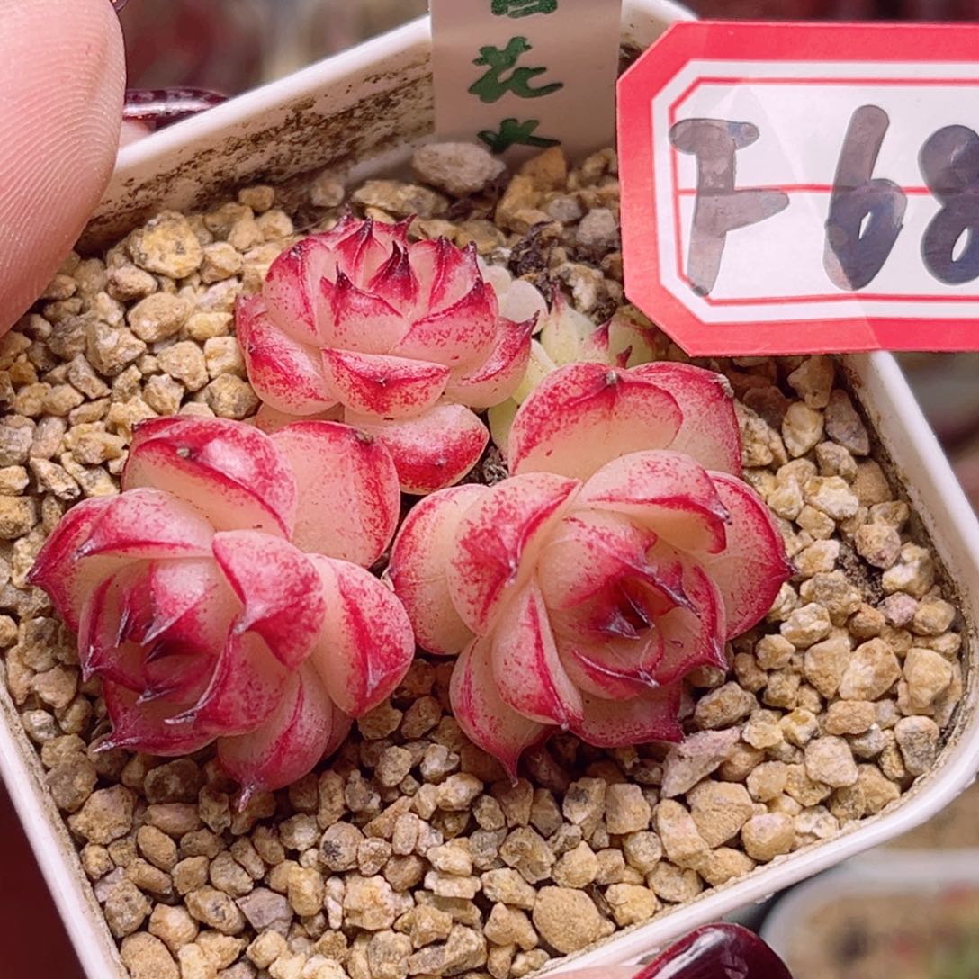 F681一物一拍 夏日花火