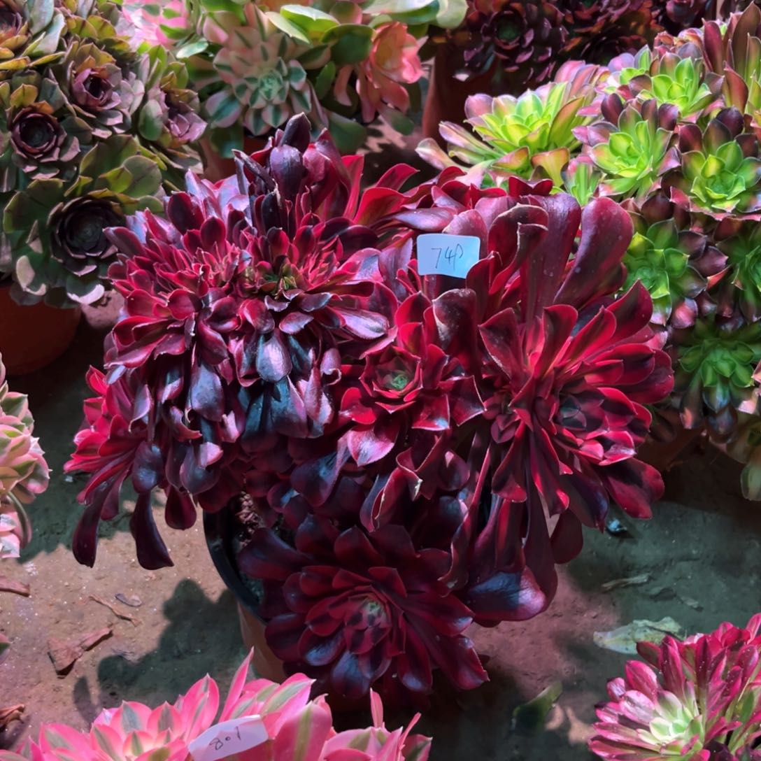 多肉植物美杜莎缀749