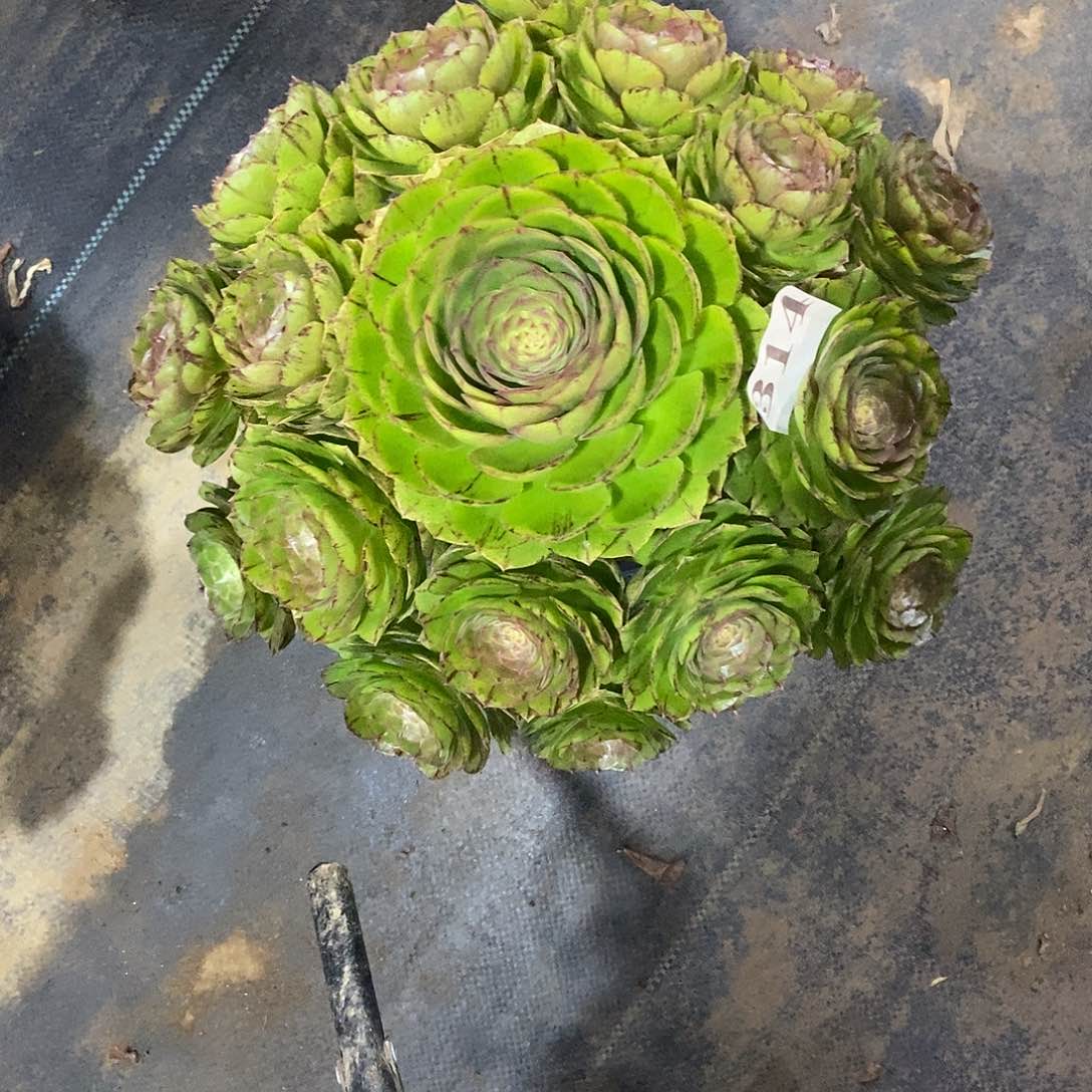 万拉丝314多肉法师植物