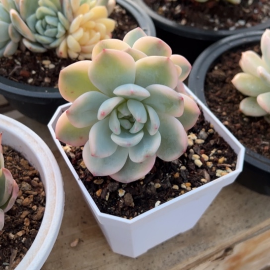 保温箱 夏鸣园艺