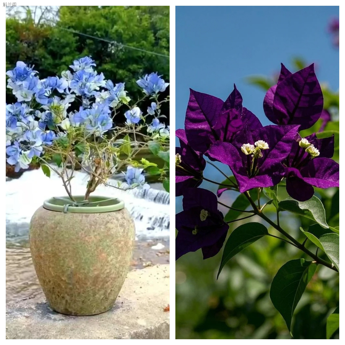 稀有新品【雪冰蓝/紫燕】三角梅四季勤花好养耐热寒带土三角梅花