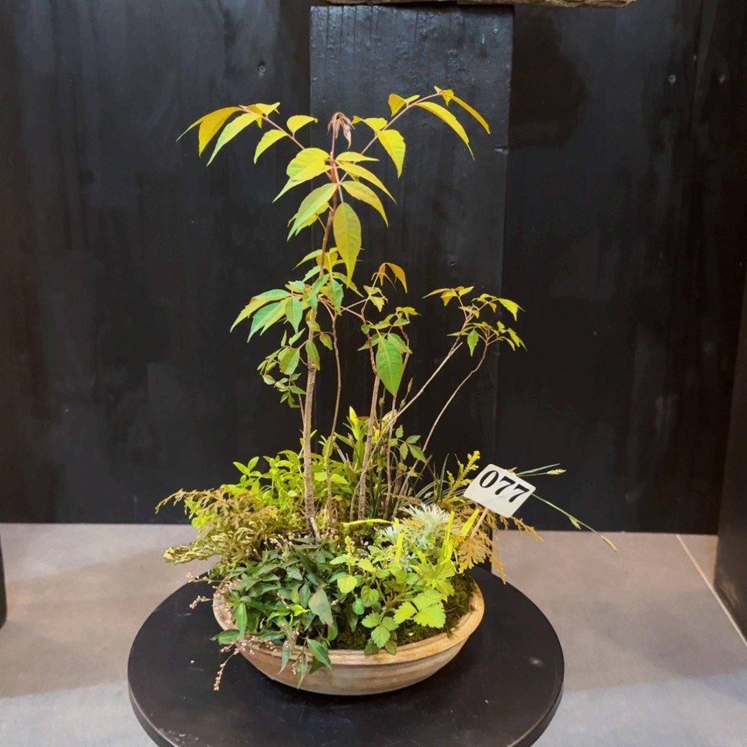 当前无花朵，栽培后可花朵3号日本山野草手作盆