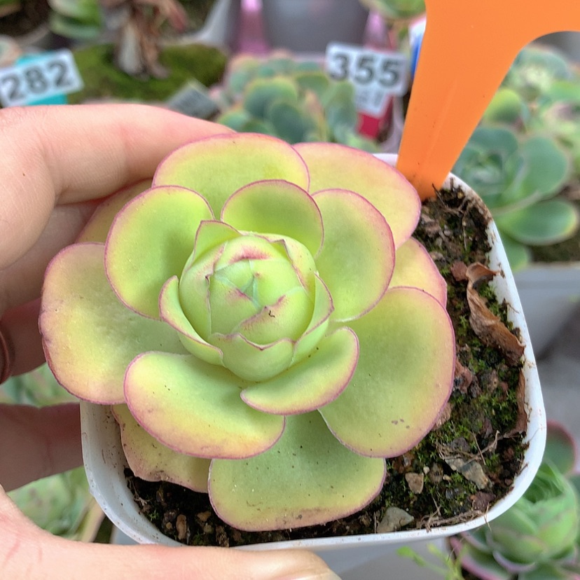 【闪购商品】yjj246