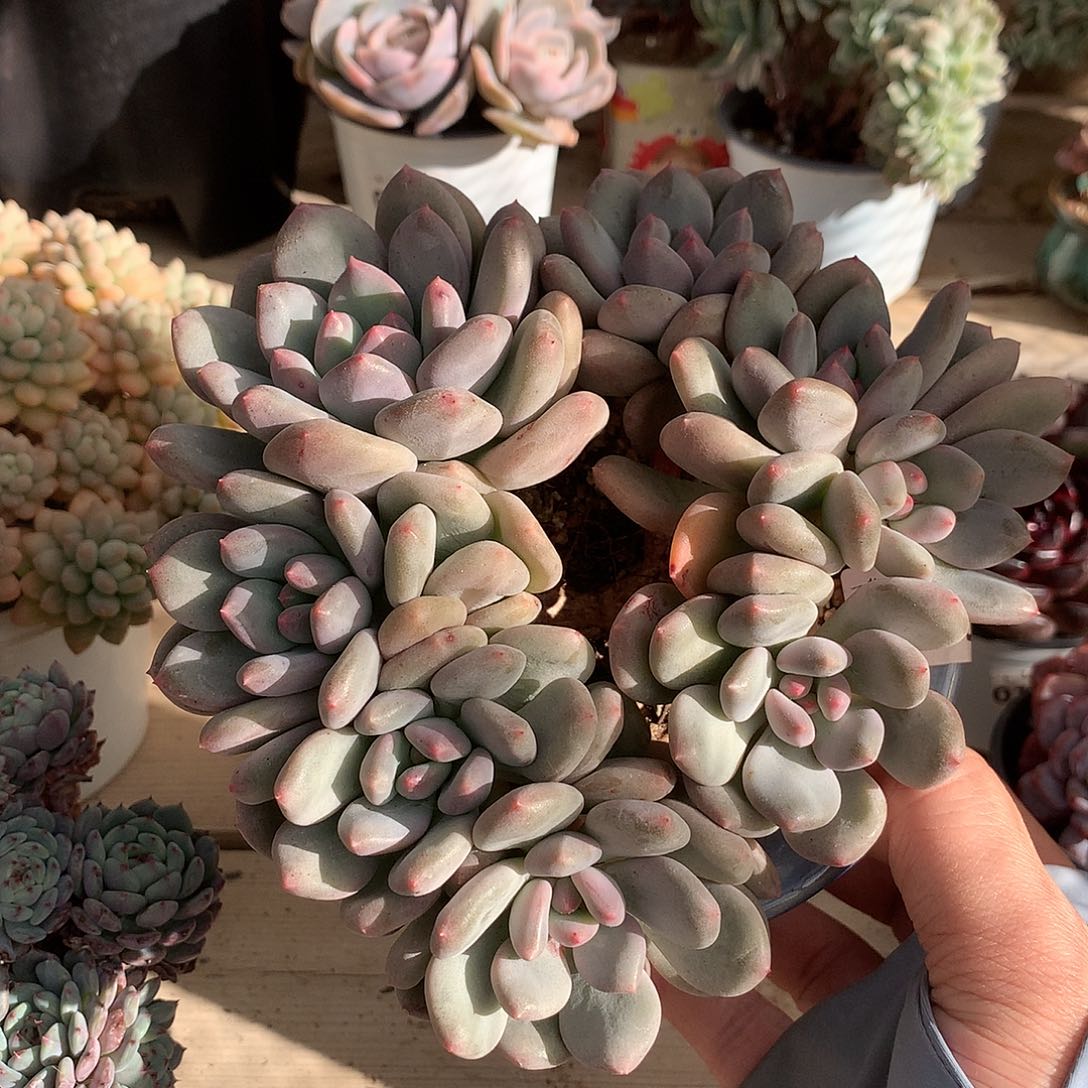 0095塞尔达朵朵一颗16厘米