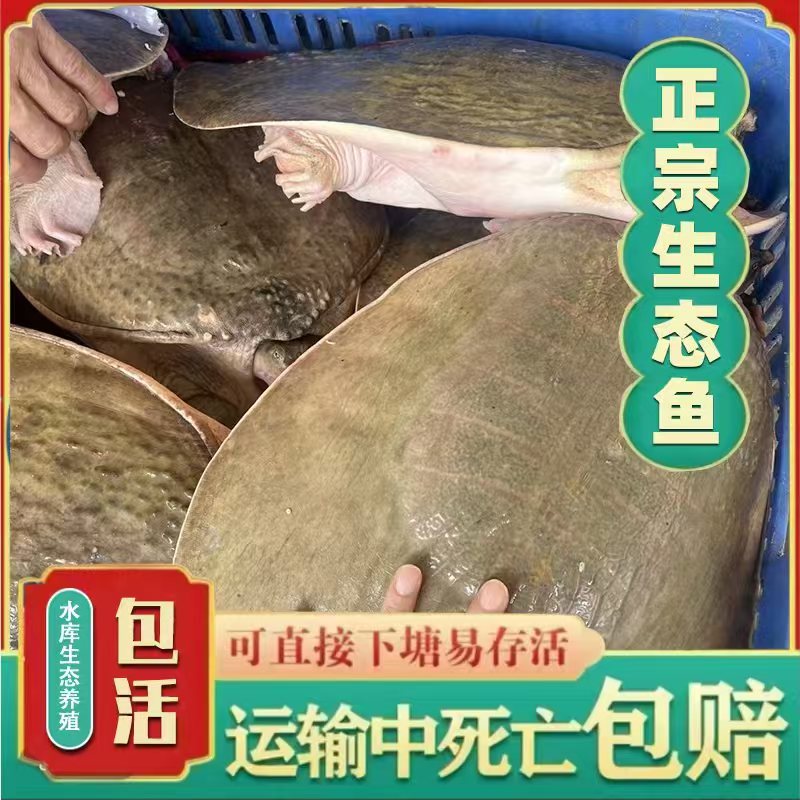 【丰胜商贸】5.5斤大甲鱼水库放养老鳖水鱼团鱼珍珠鱼鲜活包邮包活