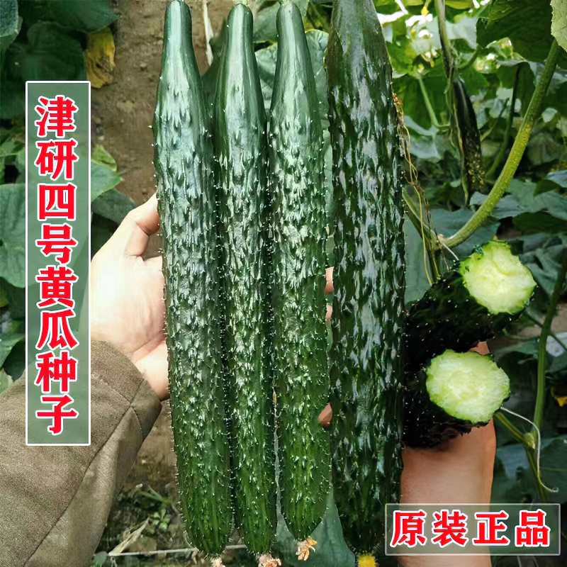 津研四号黄瓜种子密刺青瓜春夏秋耐热阳台庭院四季黄瓜蔬菜种孑