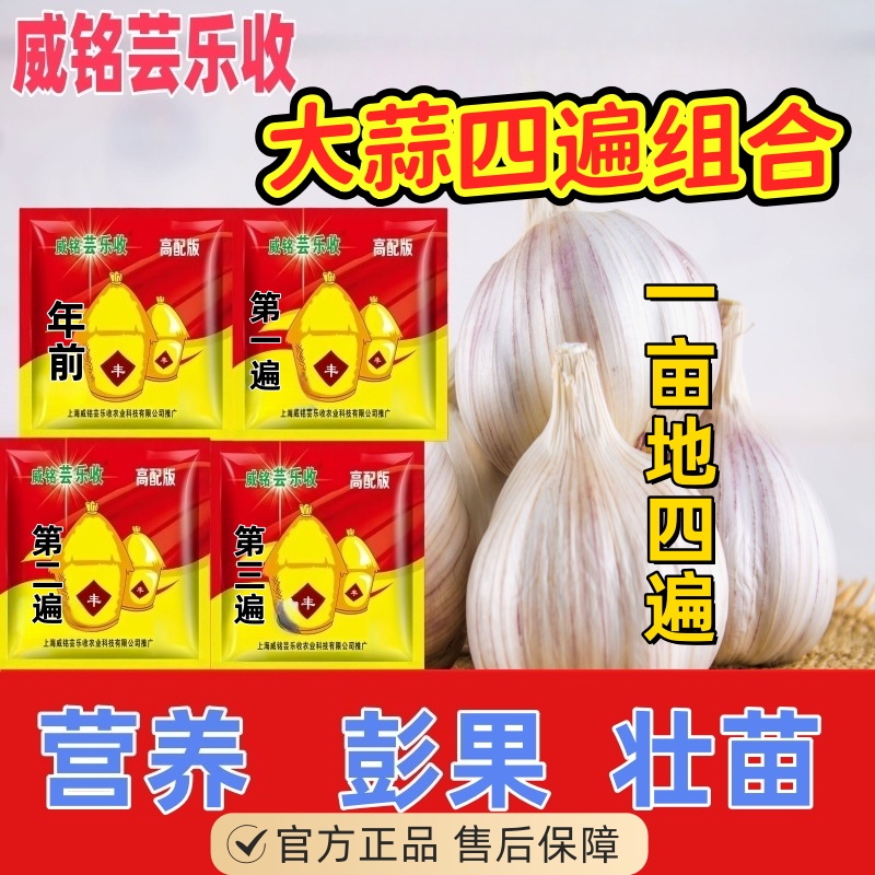威铭芸乐收大蒜一亩地四遍增产组合肥