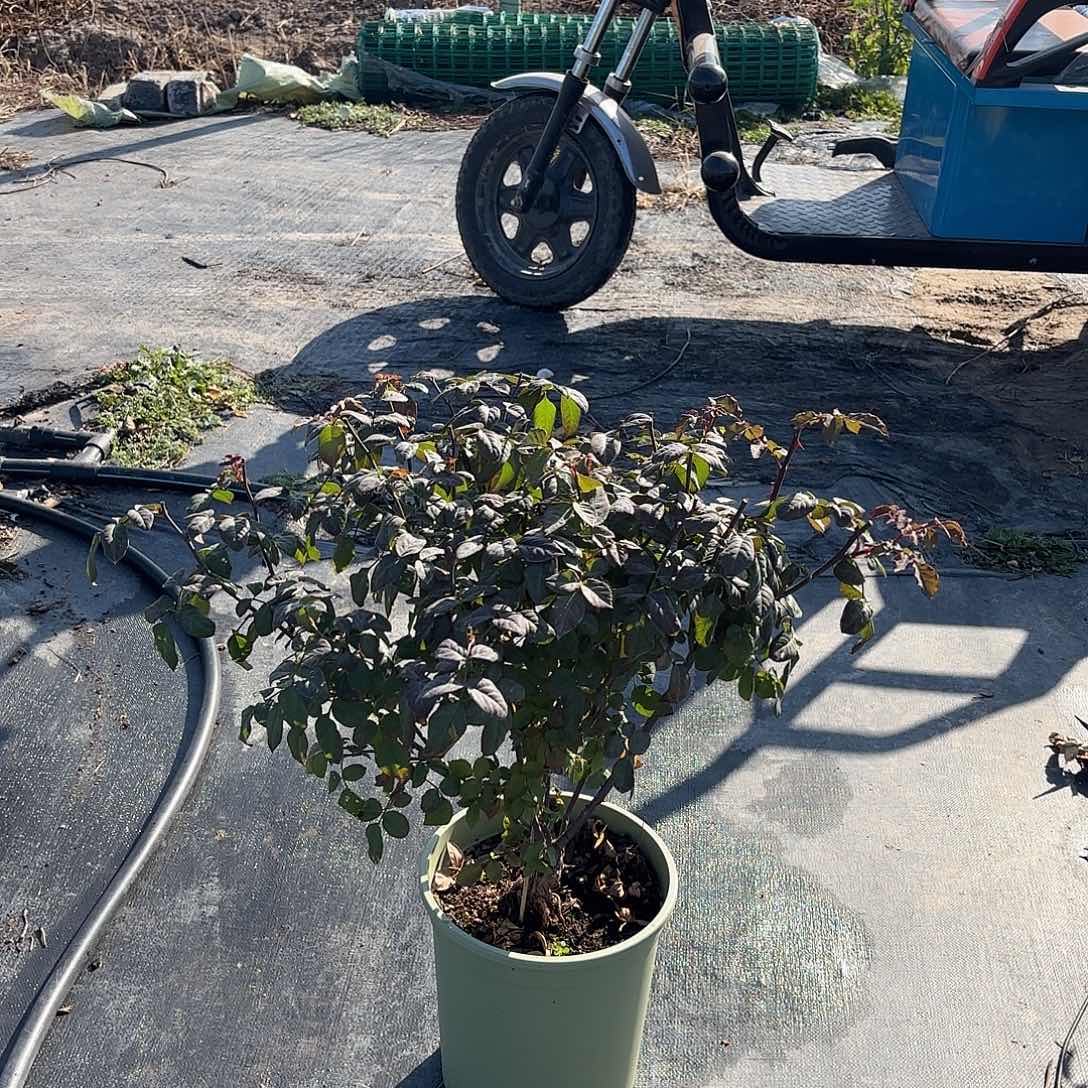 佑***子橙面鹦鹉3加仑根接